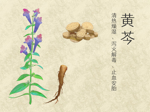 手繪水彩中藥藥材黃芩插畫