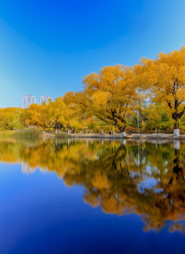 呼和浩特青城公园秋景