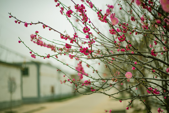 春风摇动梅花红