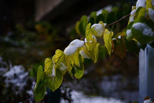 2021年冬北京初雪