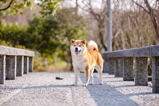 柴犬高清写真