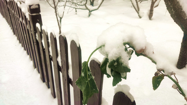 雪中栅栏