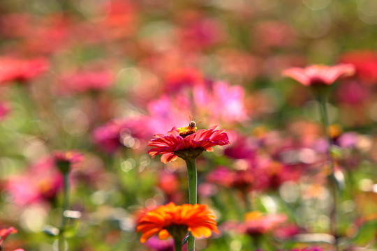 花丛小蜜蜂