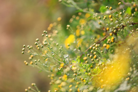 野菊花