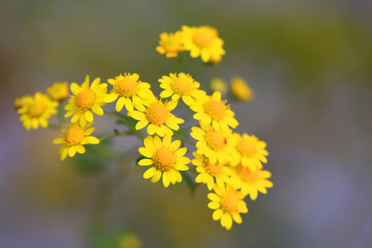 野菊花