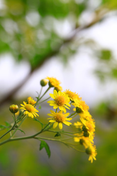 野菊花