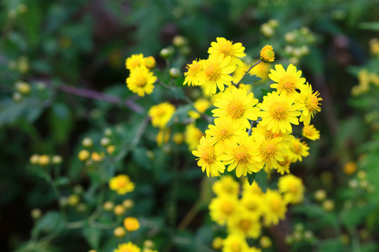 野菊花