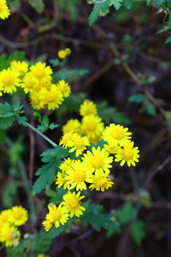 野菊花