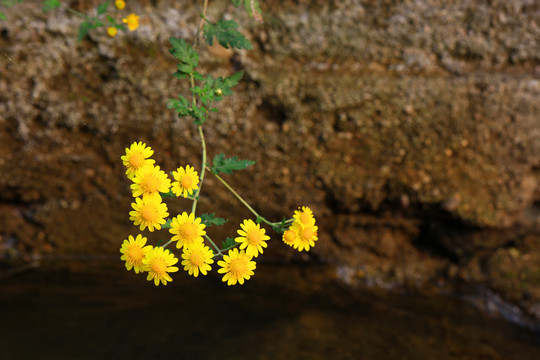 野菊花