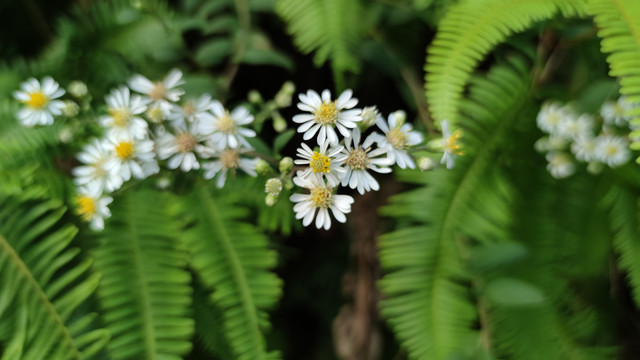 三脉紫菀