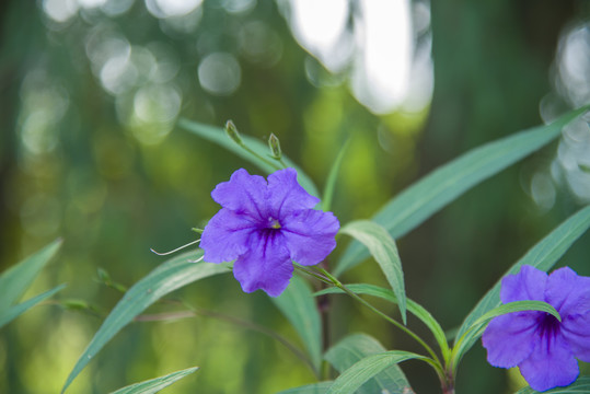 蓝花草