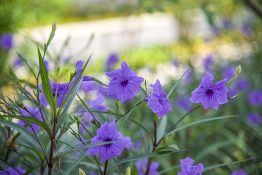 藍(lán)花草