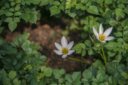 葱莲花