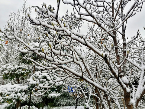 雪后树枝