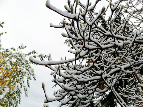 雪压树枝