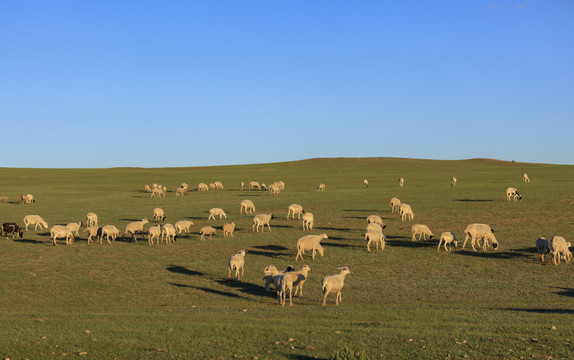 希拉穆仁大草原羊群
