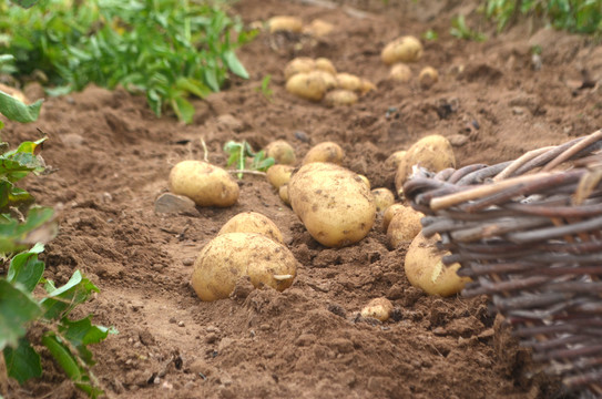 田地里刚刨出的土豆