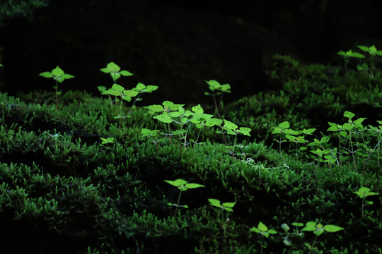 苔藓