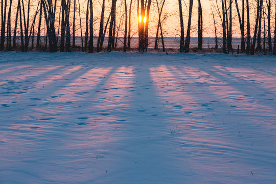 雪原阳光树林落日
