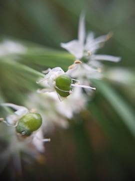 韭菜开花