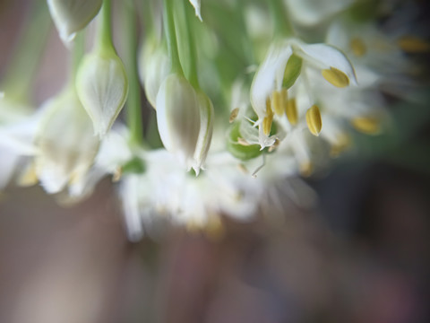 韭菜花花蕾