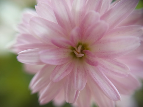 夏菊特写花朵特写