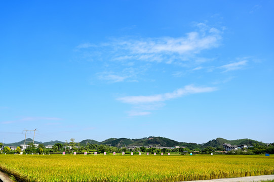 蓝天白云稻田