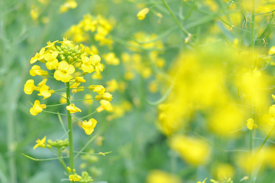 油菜花