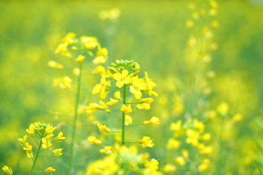 油菜花