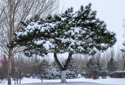 下雪啦