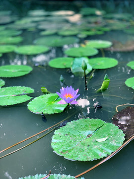 雨荷