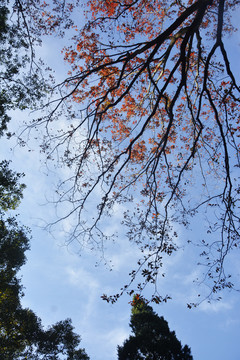 蓝天树枝秋色