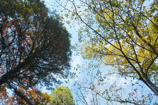 树枝与天空