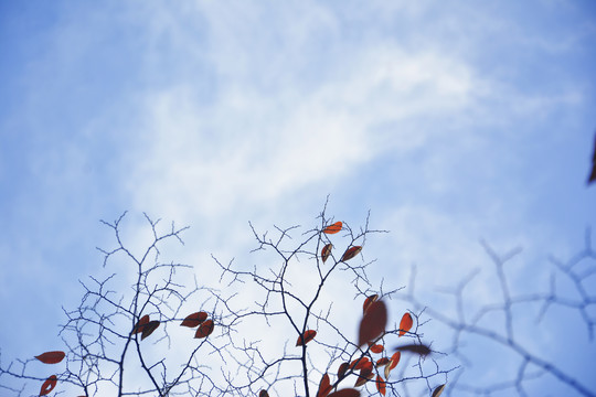 秋天天空枝叶