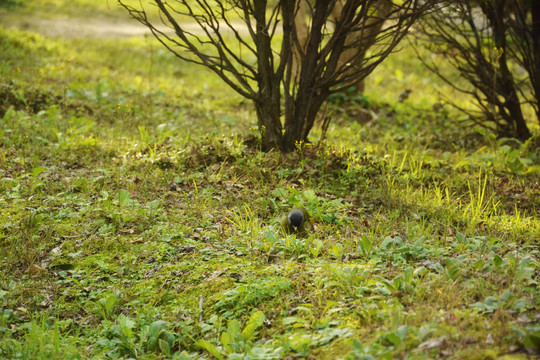 路面野草