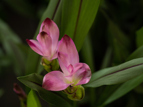 鲜花