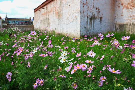 格桑花