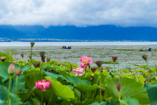 大理洱海