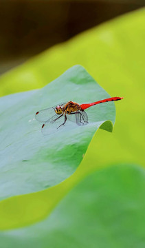 荷塘荷叶红蜻蜓