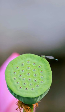 莲蓬莲子