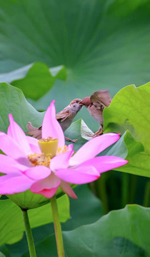 荷花麻雀