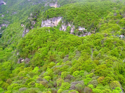 树林山顶