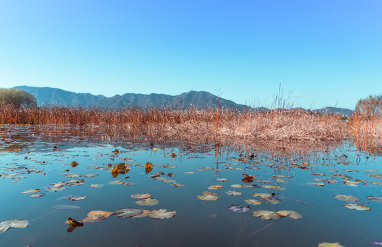 秋天湿地公园里的湖泊和芦苇荡