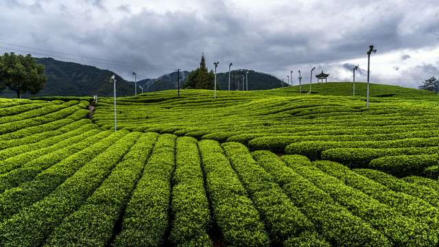 大木山茶园