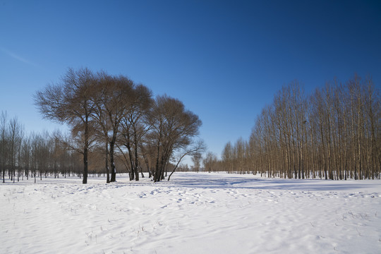 雪景