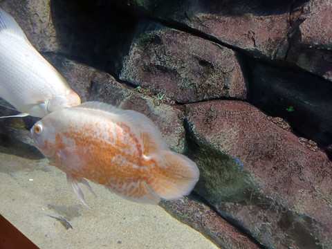 海洋馆观赏鱼