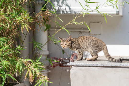 阳光下的一只花猫