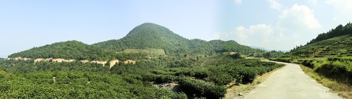 茶叶茶山