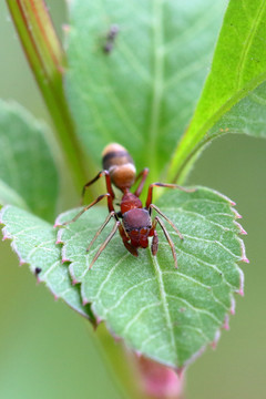 蚂蚁昆虫