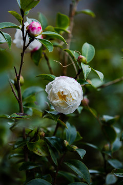 山茶花